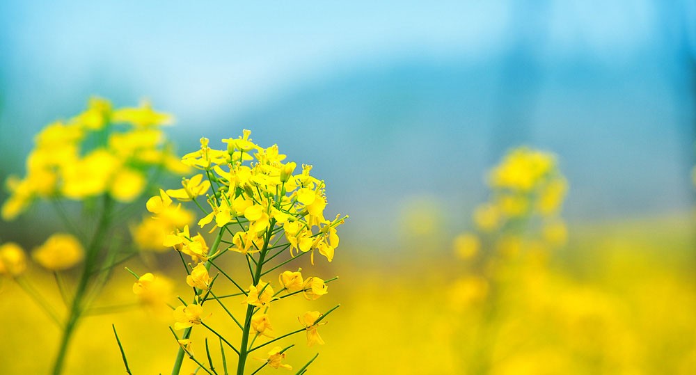 欧意交易所最新活动 透视OK交易所APP：高效交易技巧全解析  